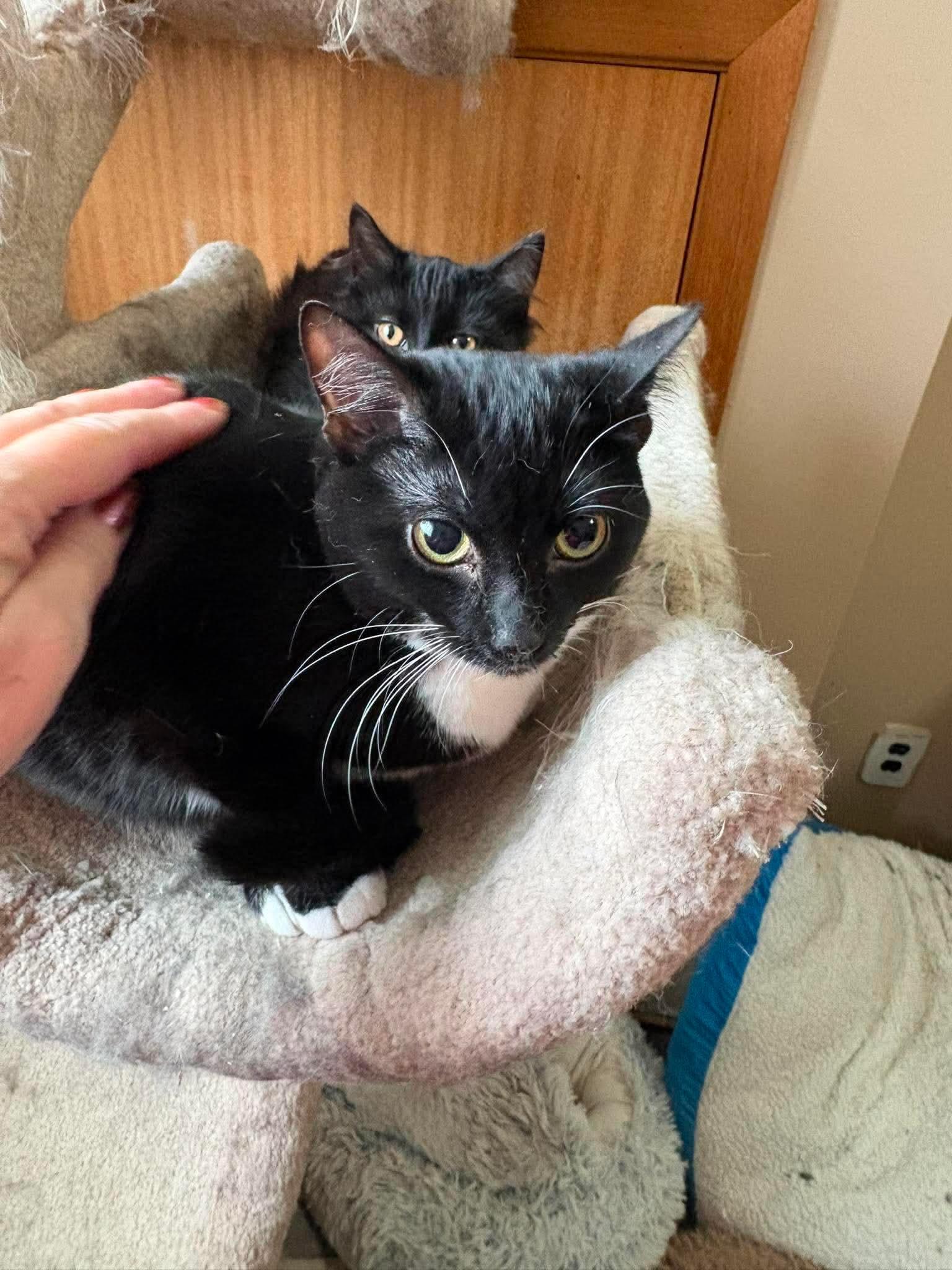 Rose, a ADOPTABLE Domestic Short Hair in Winnipeg, MB image 3/4