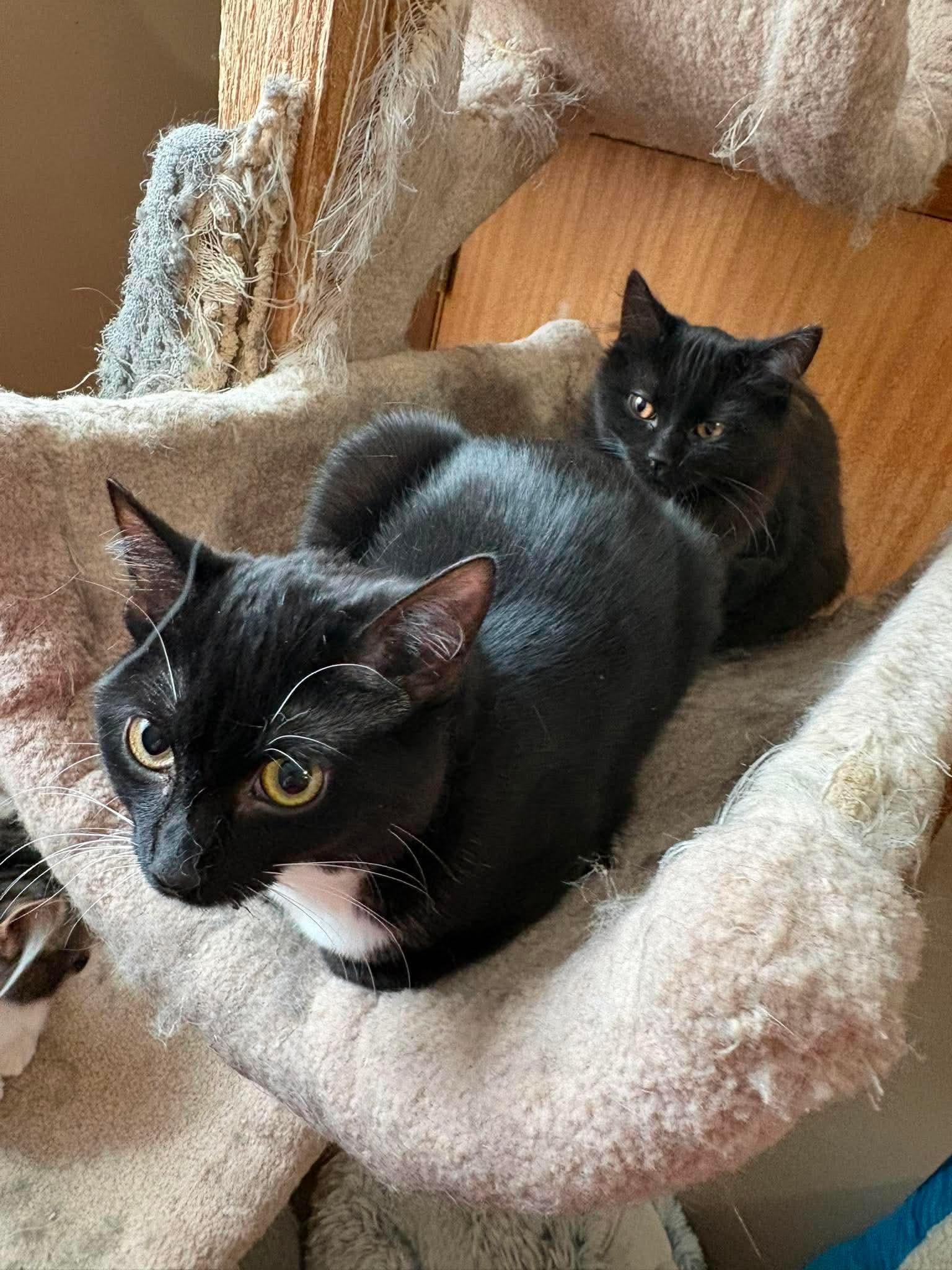 Rose, a ADOPTABLE Domestic Short Hair in Winnipeg, MB image 2/4