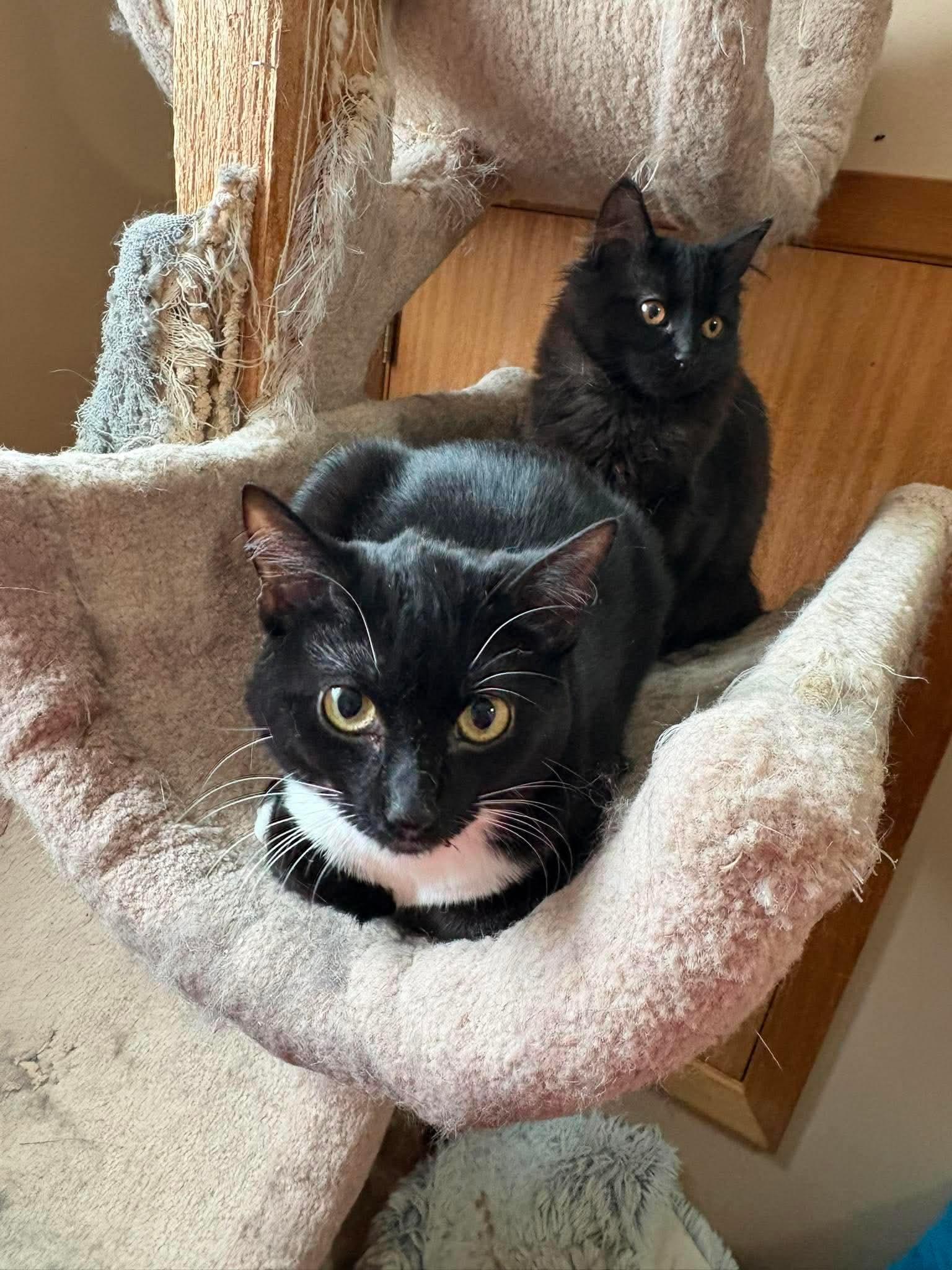 Rose, ADOPTABLE, Kitten Female Domestic Short Hair.