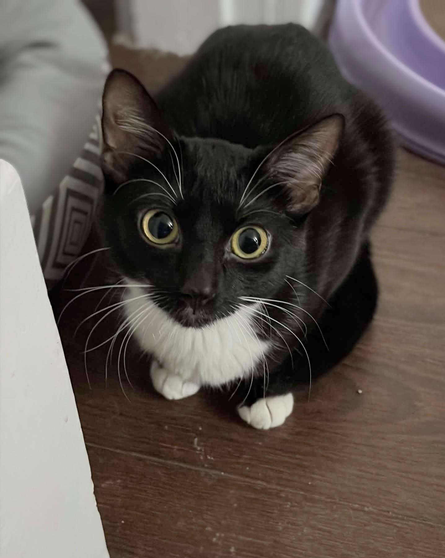 Enlarge Rose, a ADOPTABLE Domestic Short Hair in Winnipeg, MB image 6/6