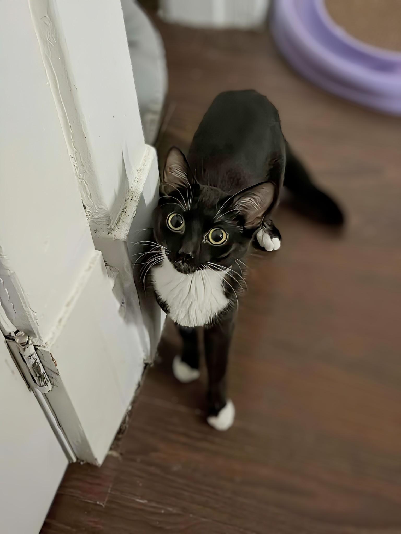 Rose, ADOPTABLE, Young Female Domestic Short Hair.