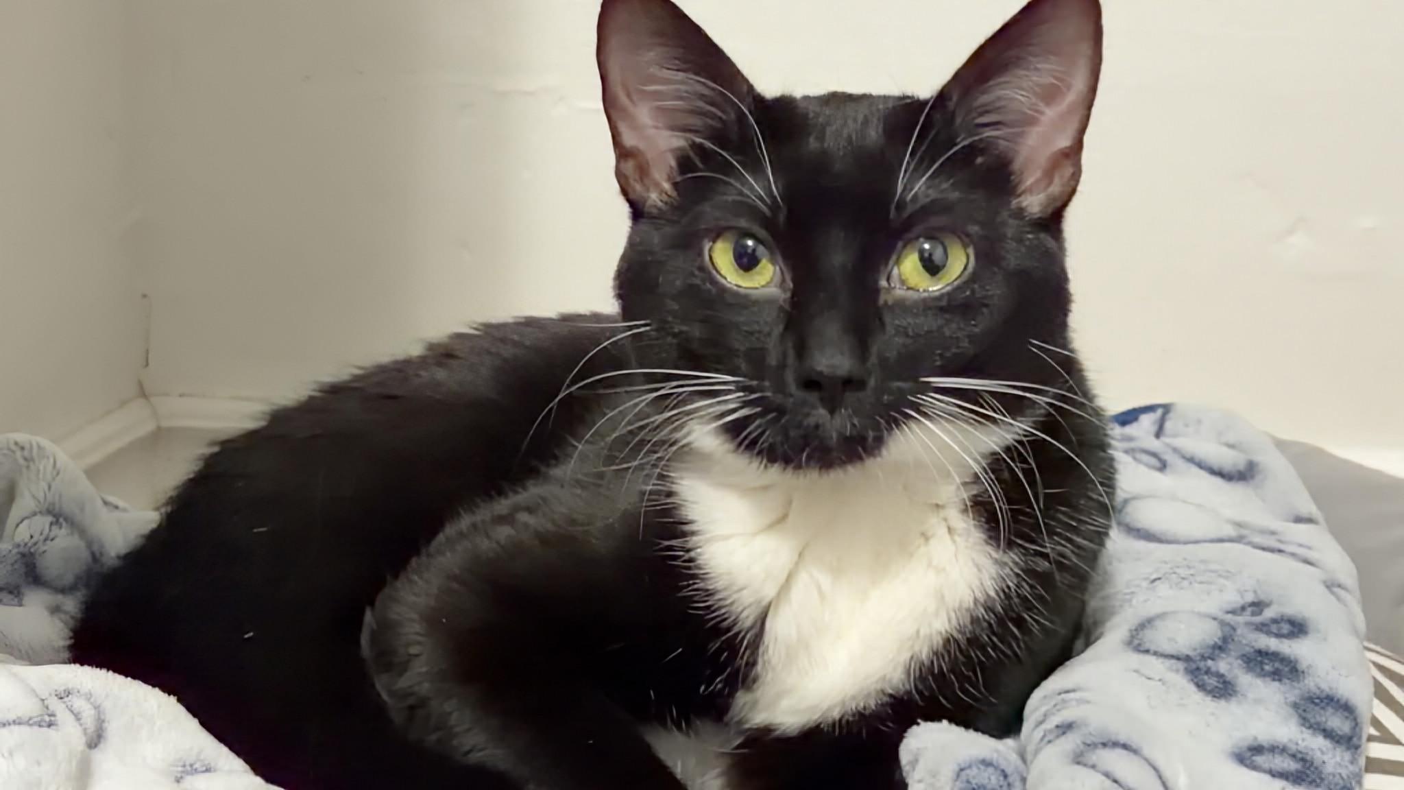 Enlarge Rose, a ADOPTABLE Domestic Short Hair in Winnipeg, MB image 2/6