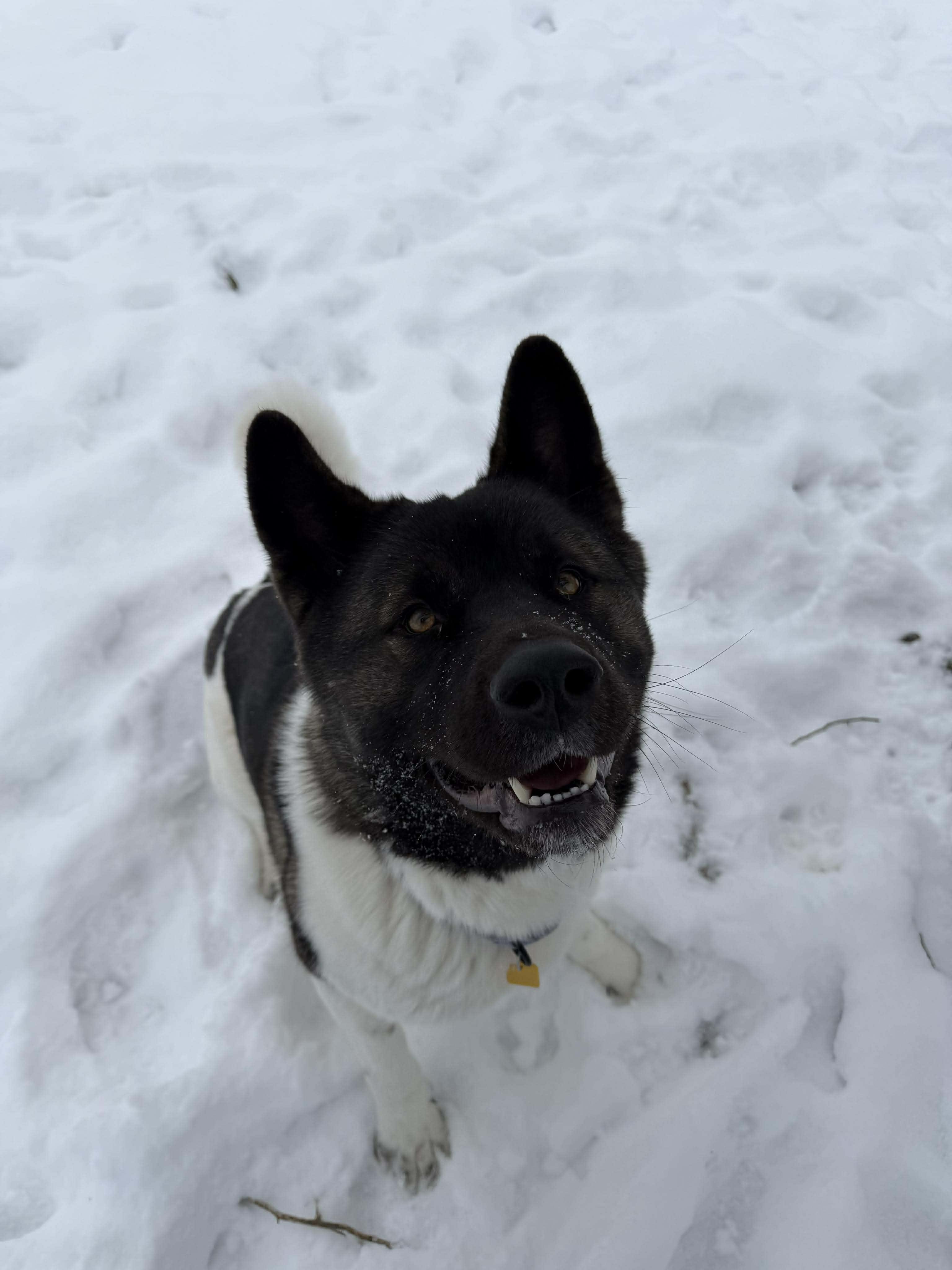 Enlarge Katniss, a ADOPTABLE Akita in Brunswick, OH image 3/6