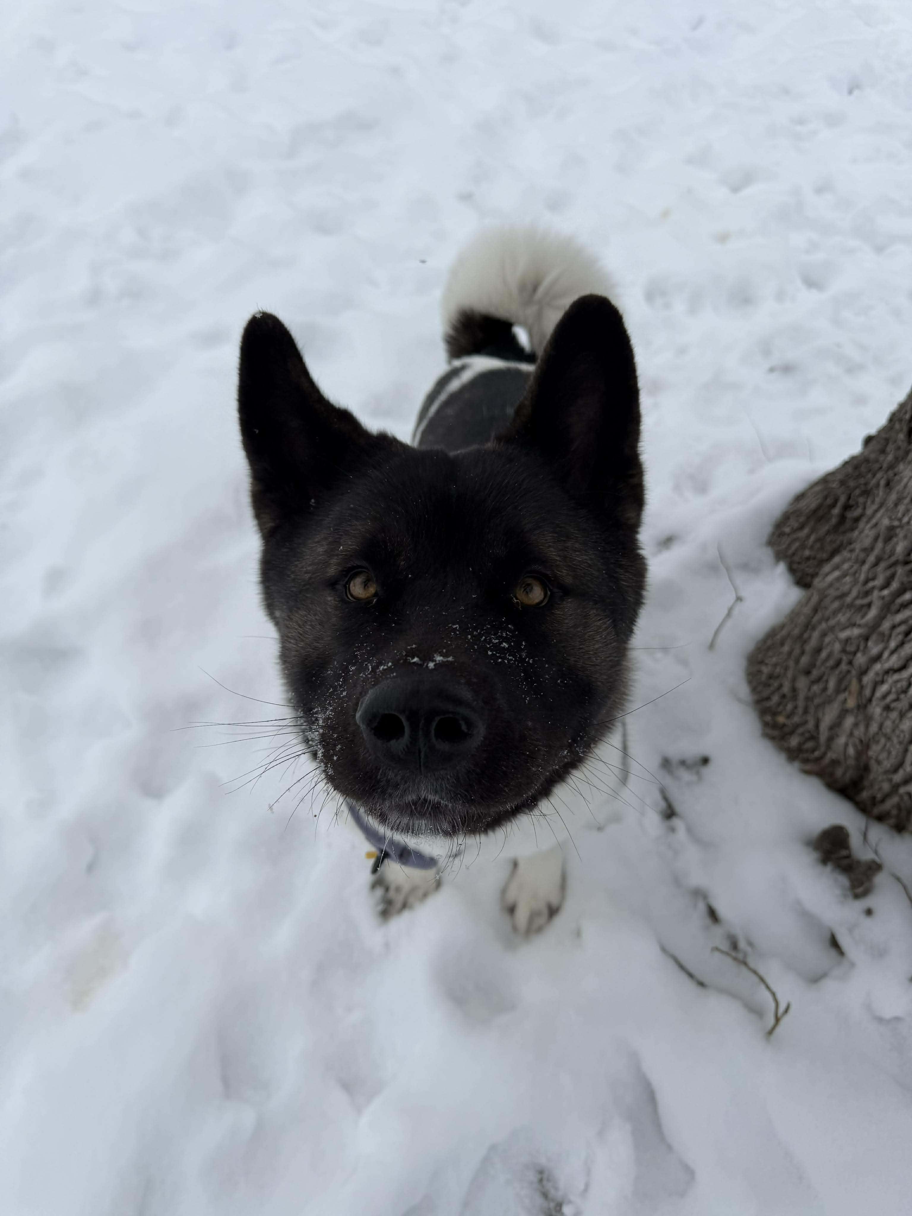 Enlarge Katniss, a ADOPTABLE Akita in Brunswick, OH image 6/6