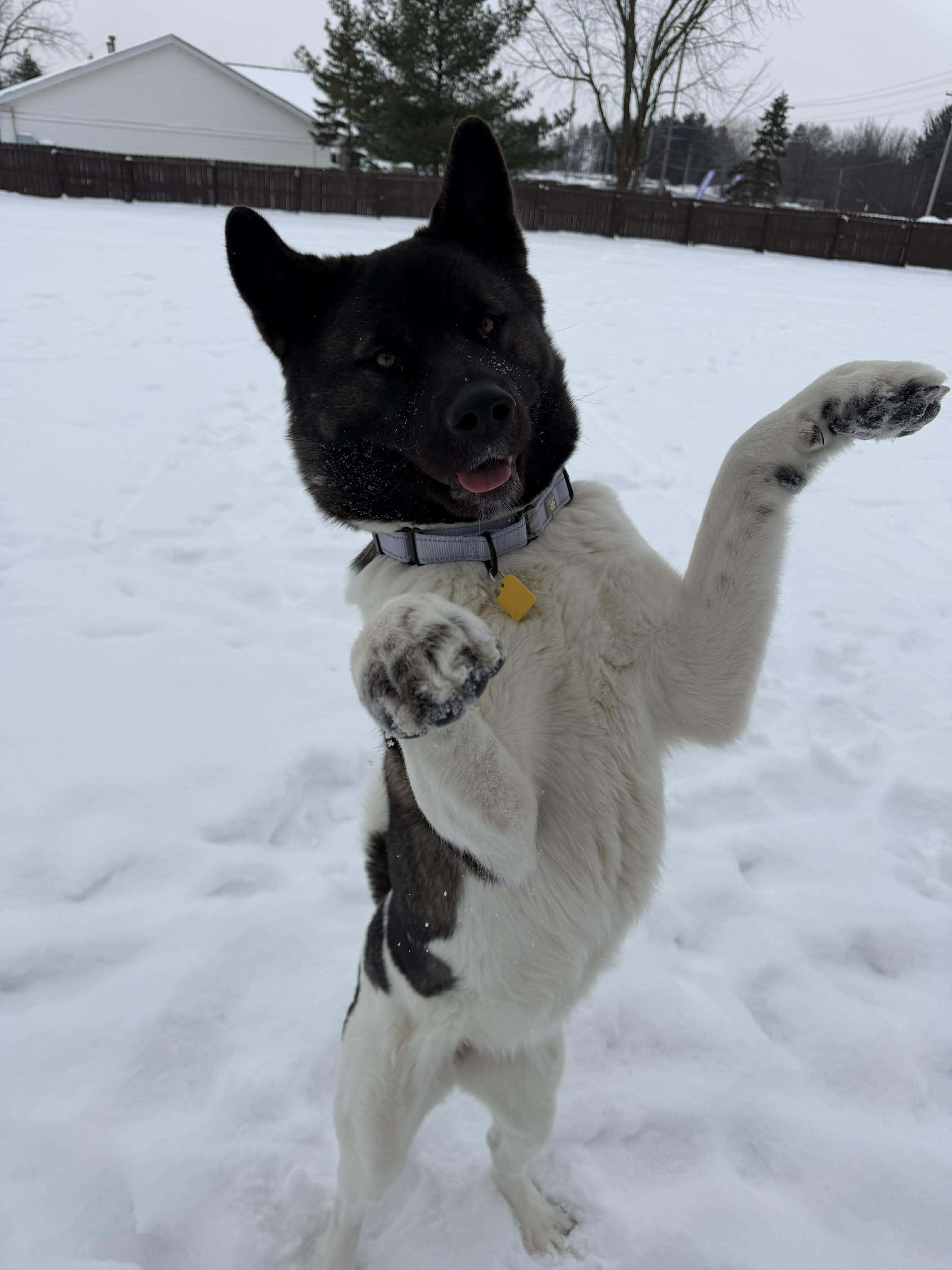 Enlarge Katniss, a ADOPTABLE Akita in Brunswick, OH image 2/6