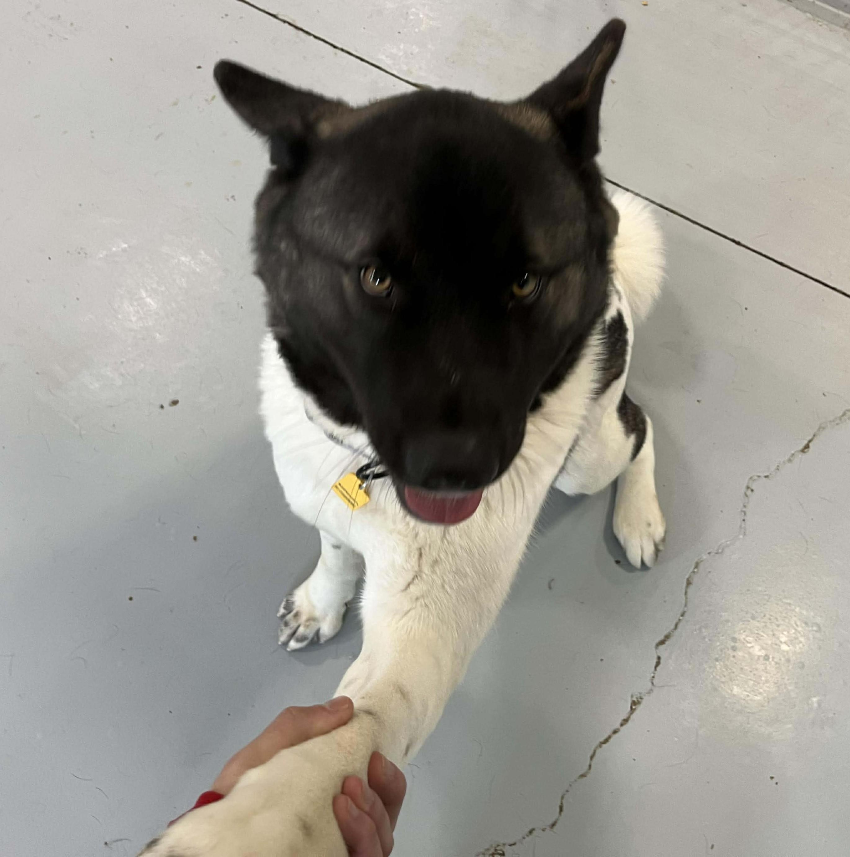 Enlarge Katniss, a ADOPTABLE Akita in Brunswick, OH image 4/6