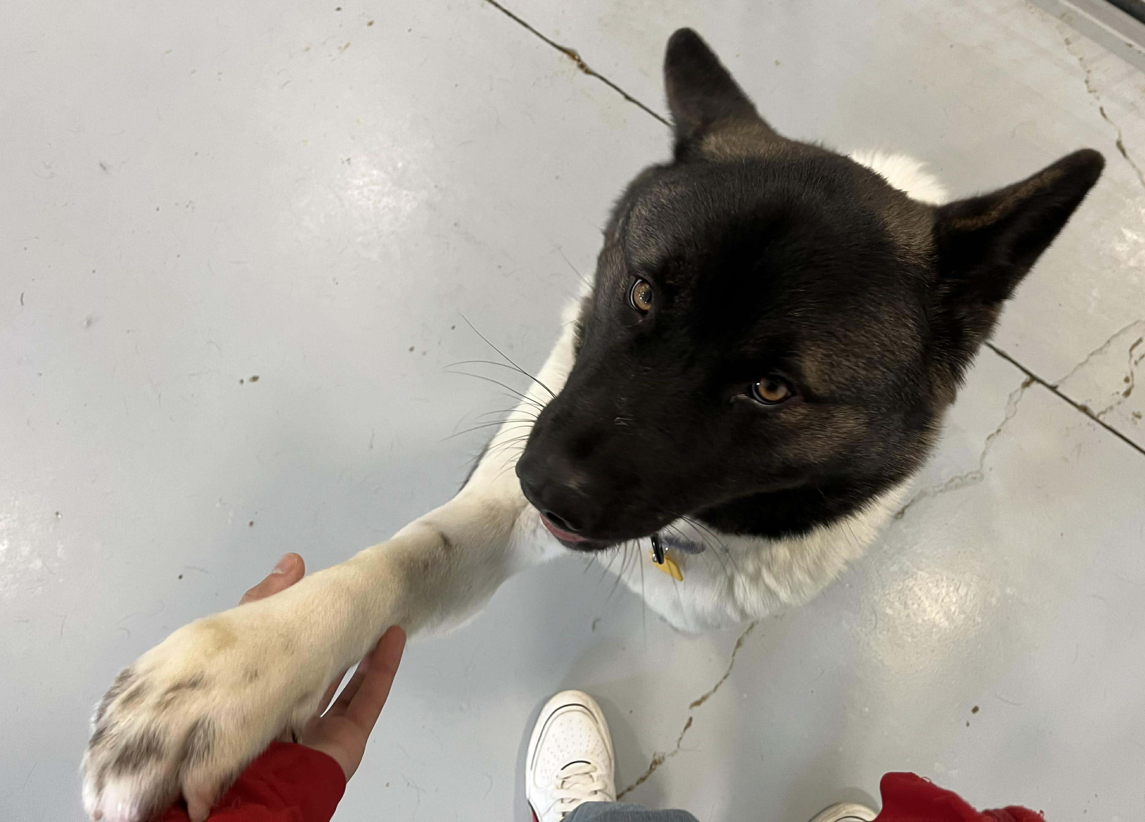 Enlarge Katniss, a ADOPTABLE Akita in Brunswick, OH image 5/6