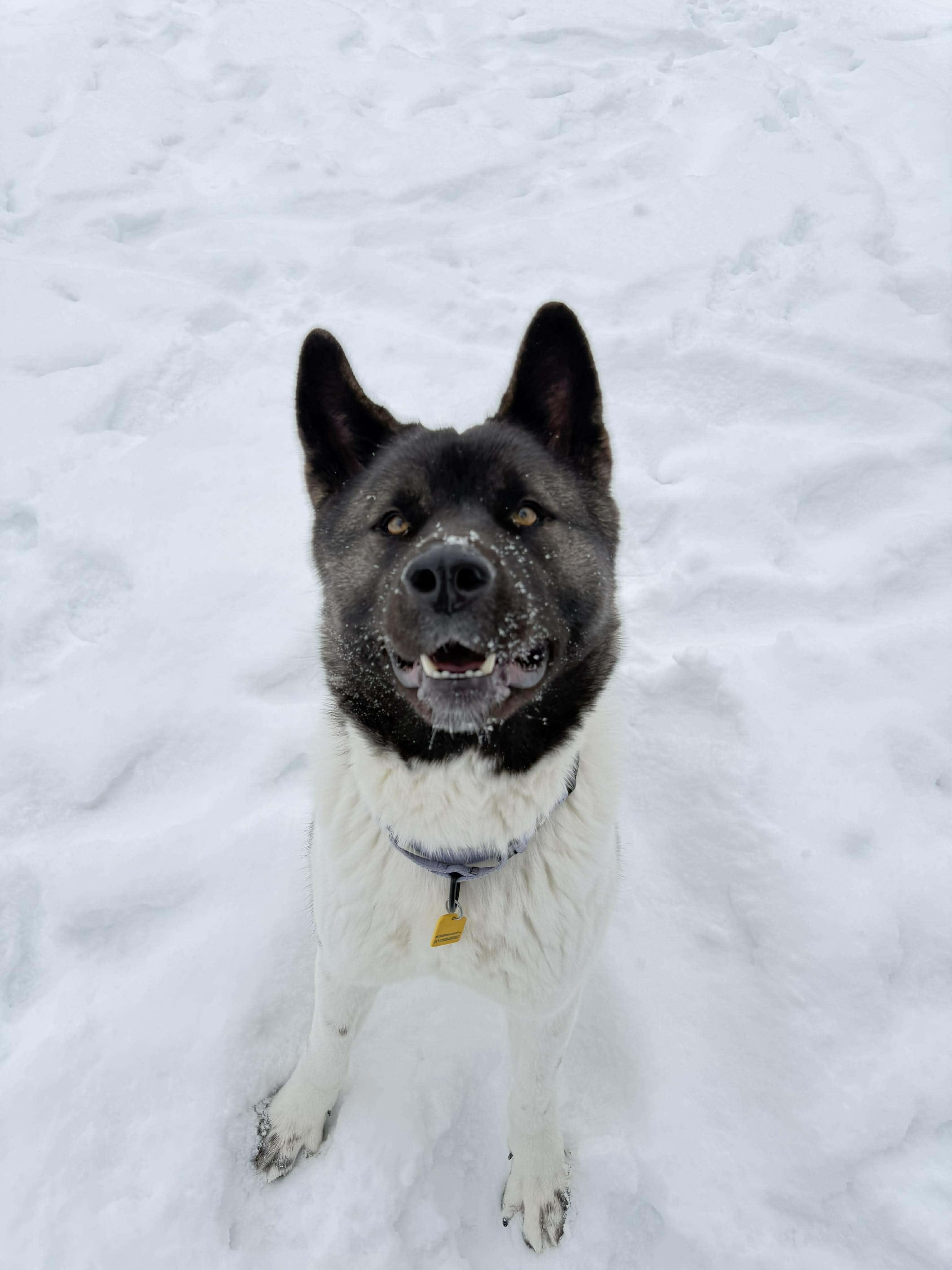 Katniss, ADOPTABLE, Young Female Akita.