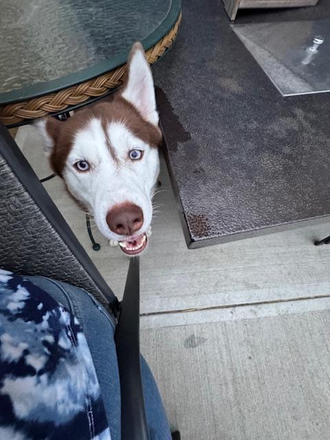 Enlarge Whiskey, an adopted Husky in Hummelstown, PA image 2/5