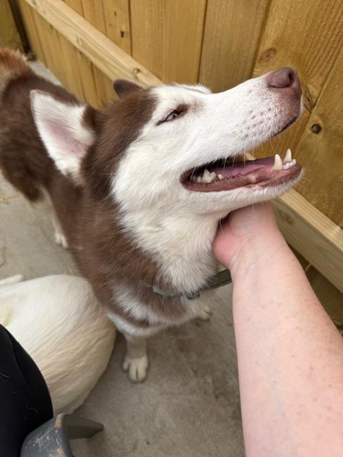 Enlarge Whiskey, an adopted Husky in Hummelstown, PA image 3/5