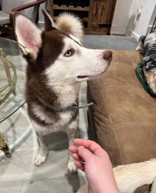 Enlarge Whiskey, an adopted Husky in Hummelstown, PA image 4/5