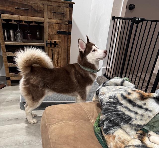 Enlarge Whiskey, an adopted Husky in Hummelstown, PA image 5/5