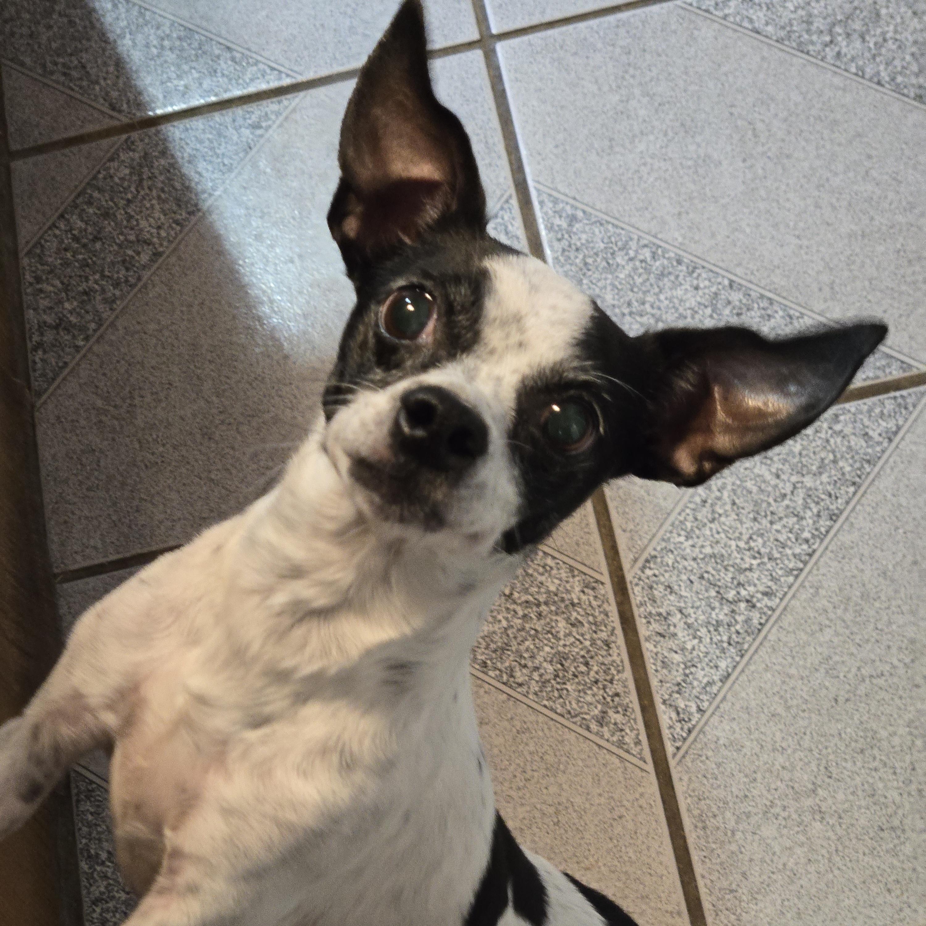 Enlarge Zelda, a ADOPTABLE mixed breed in Normal, IL image 3/6