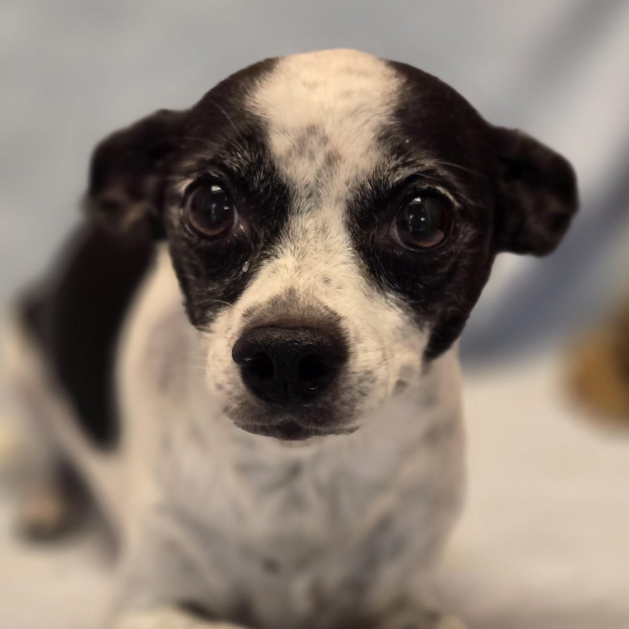 Enlarge Zelda, a ADOPTABLE mixed breed in Normal, IL image 1/6