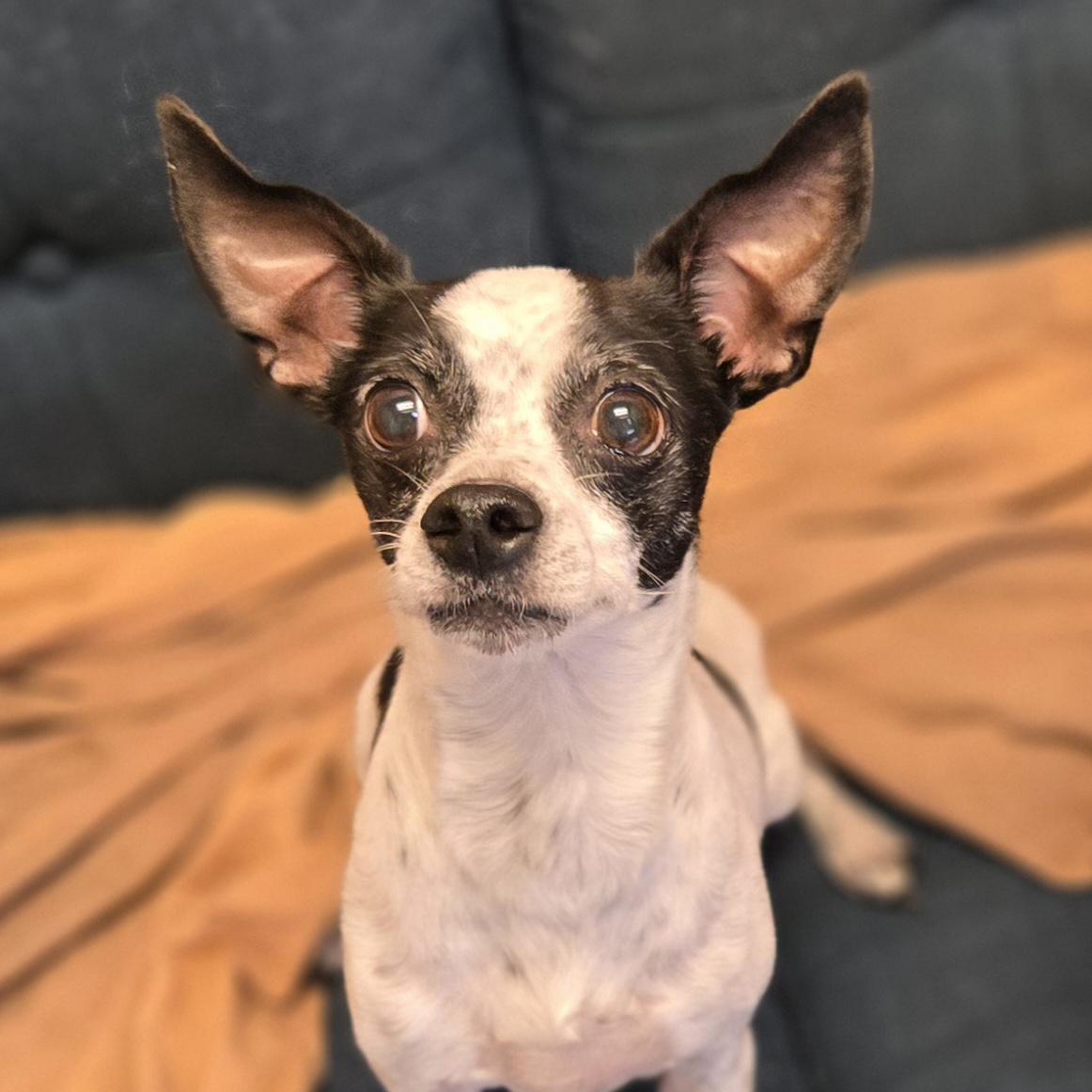 Enlarge Zelda, a ADOPTABLE mixed breed in Normal, IL image 2/6