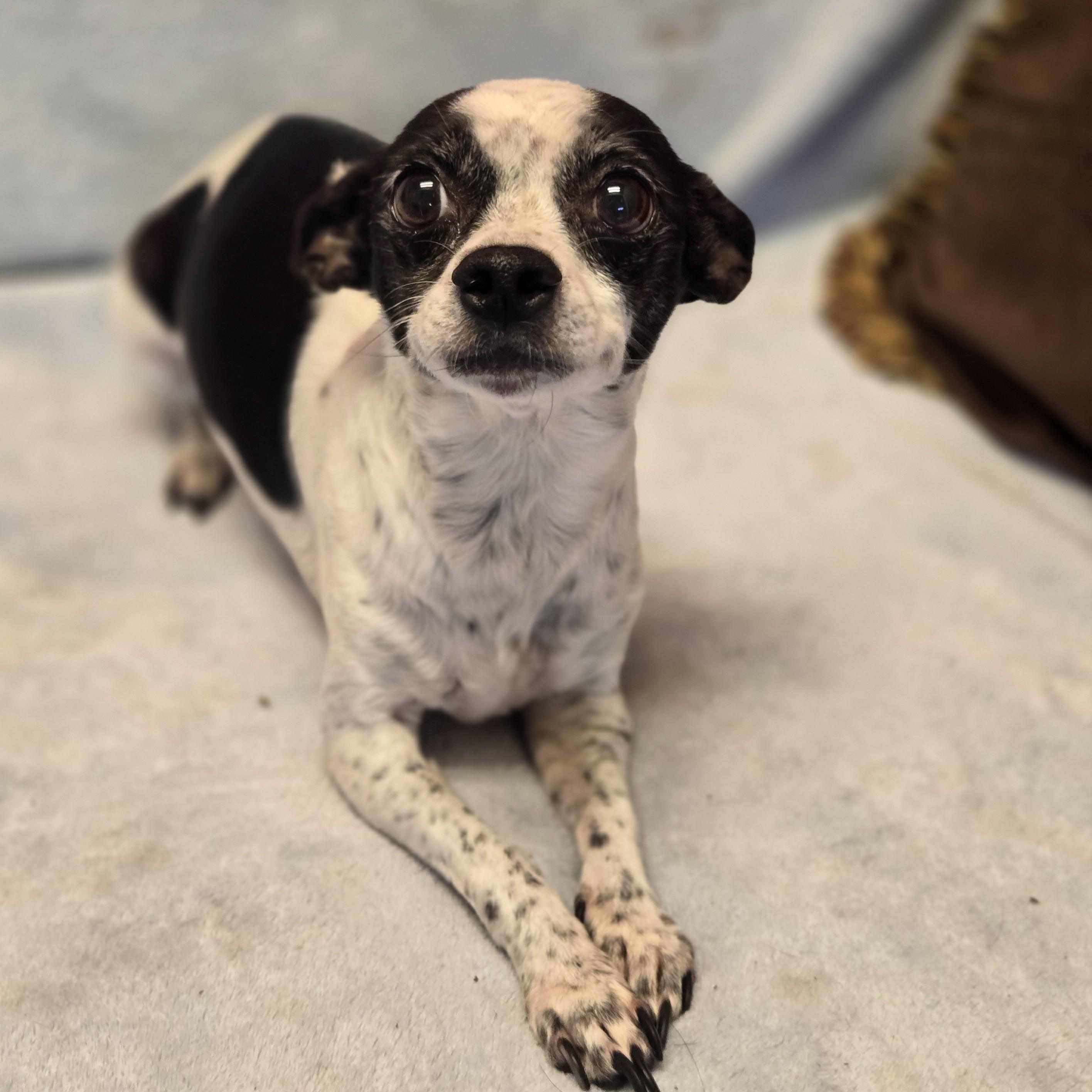 Enlarge Zelda, a ADOPTABLE mixed breed in Normal, IL image 4/6