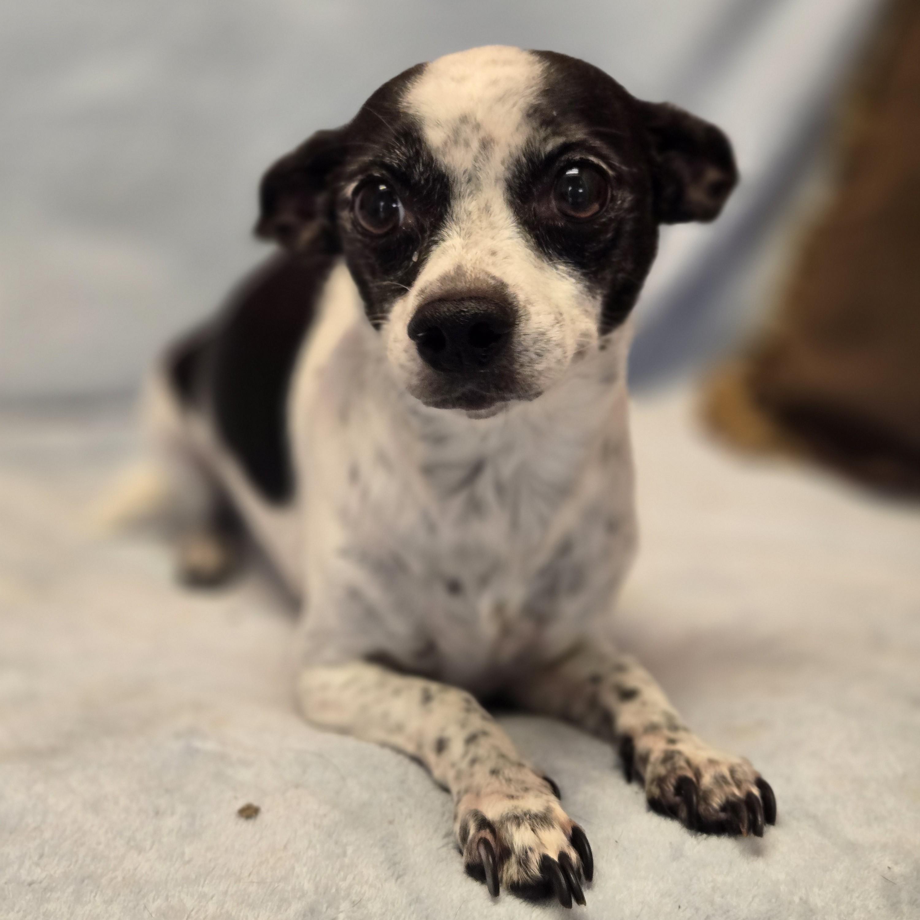 Enlarge Zelda, a ADOPTABLE mixed breed in Normal, IL image 5/6