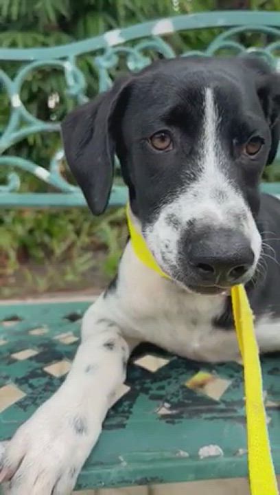 Enlarge Body, a Adopted mixed breed in Lake Forest, IL video 5/9