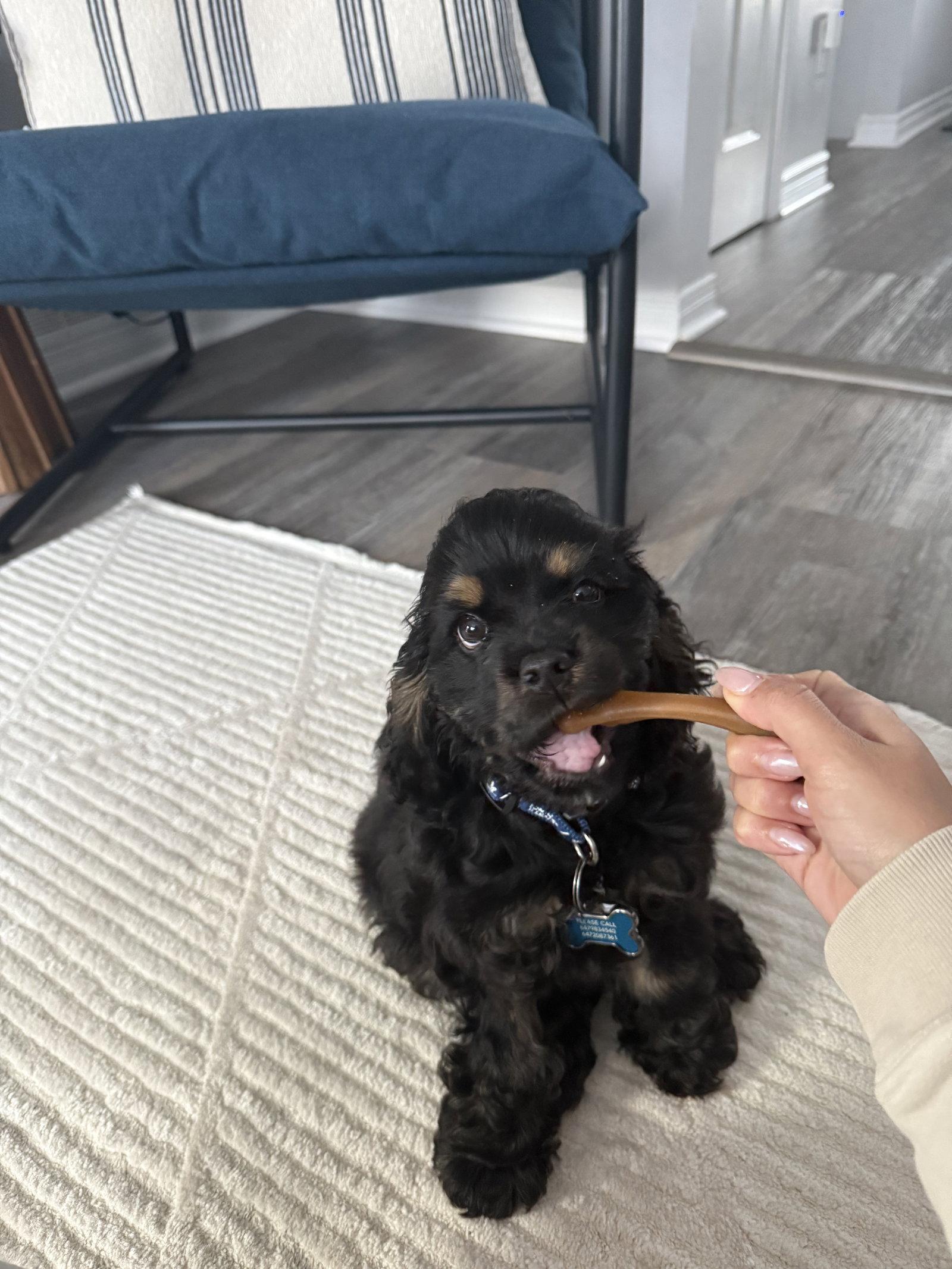 Louie, Adopted, Puppy Male Cocker Spaniel.