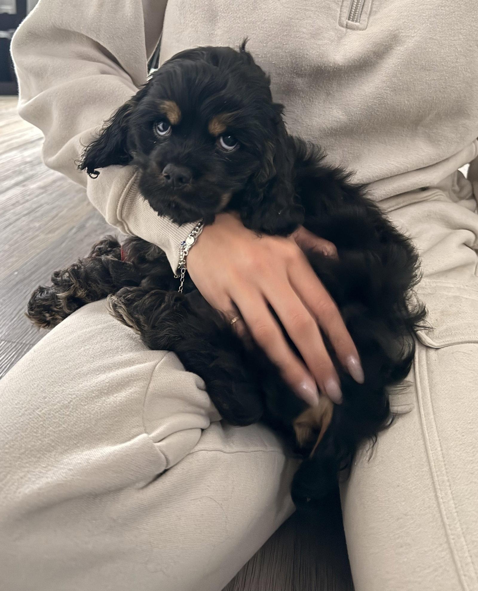 Enlarge Louie, a Adopted Cocker Spaniel in Etobicoke, ON image 2/2