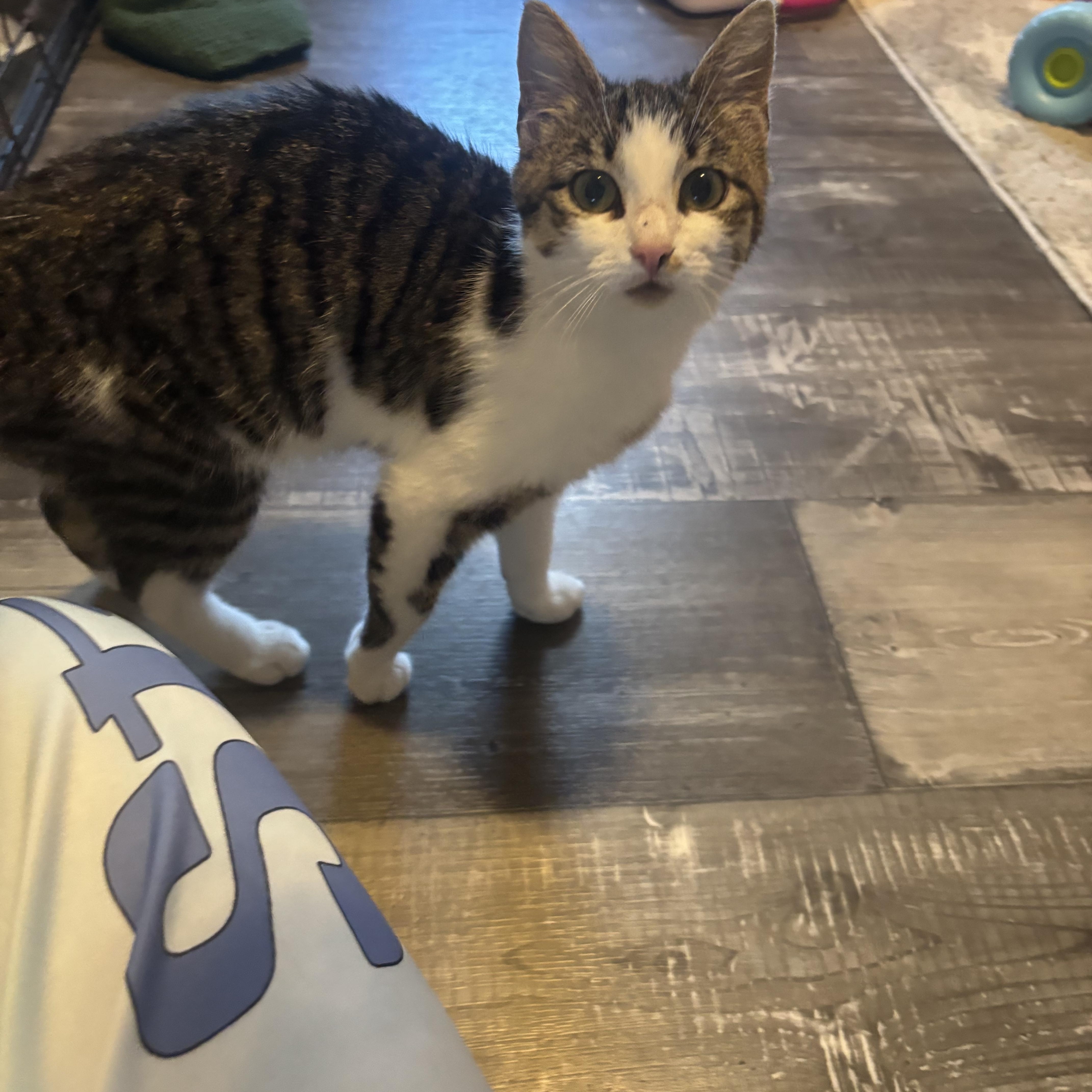 Joyce, an adopted Tabby in Latham, NY image 3/6