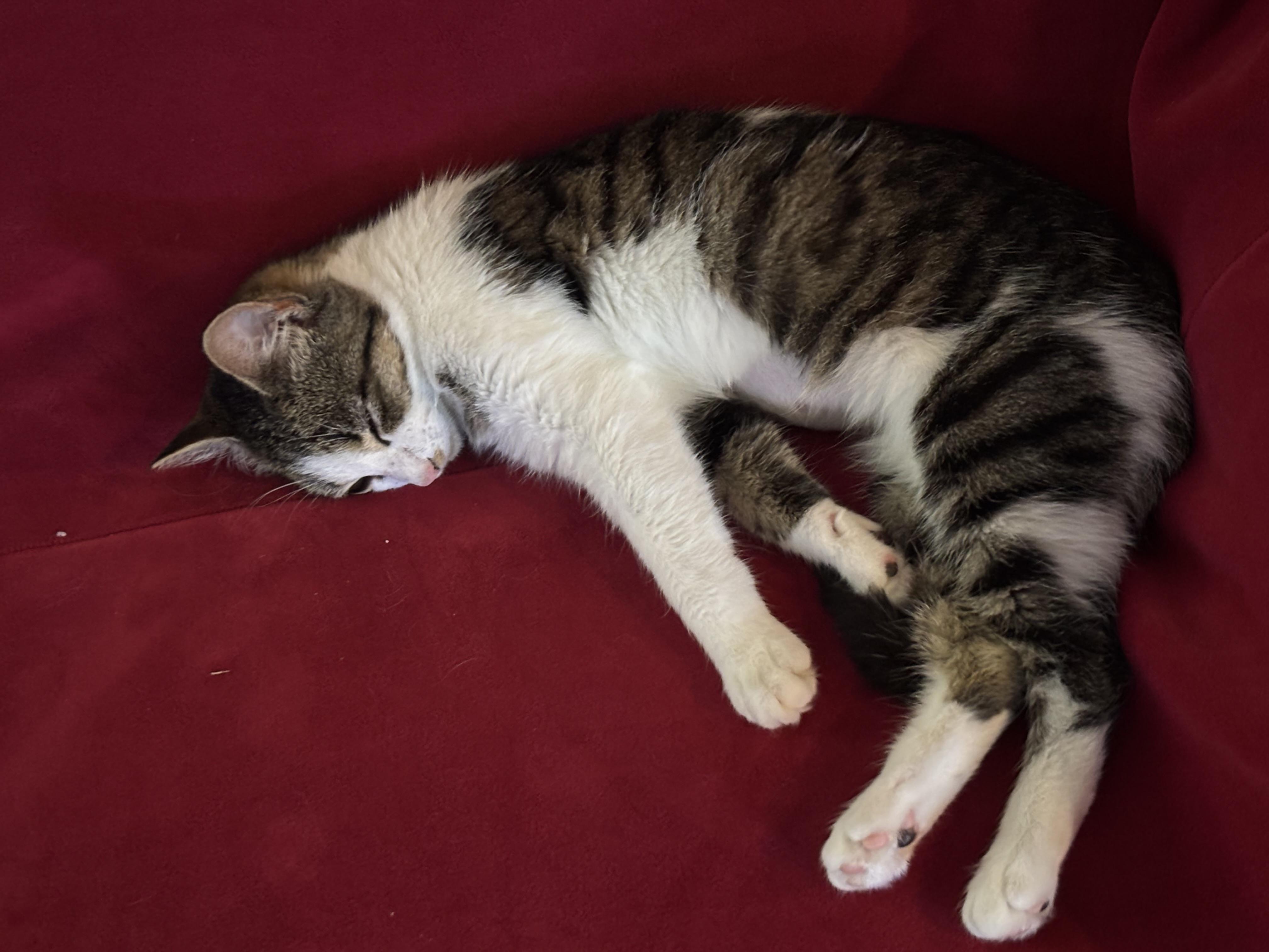 Joyce, an adopted Tabby in Latham, NY image 1/6