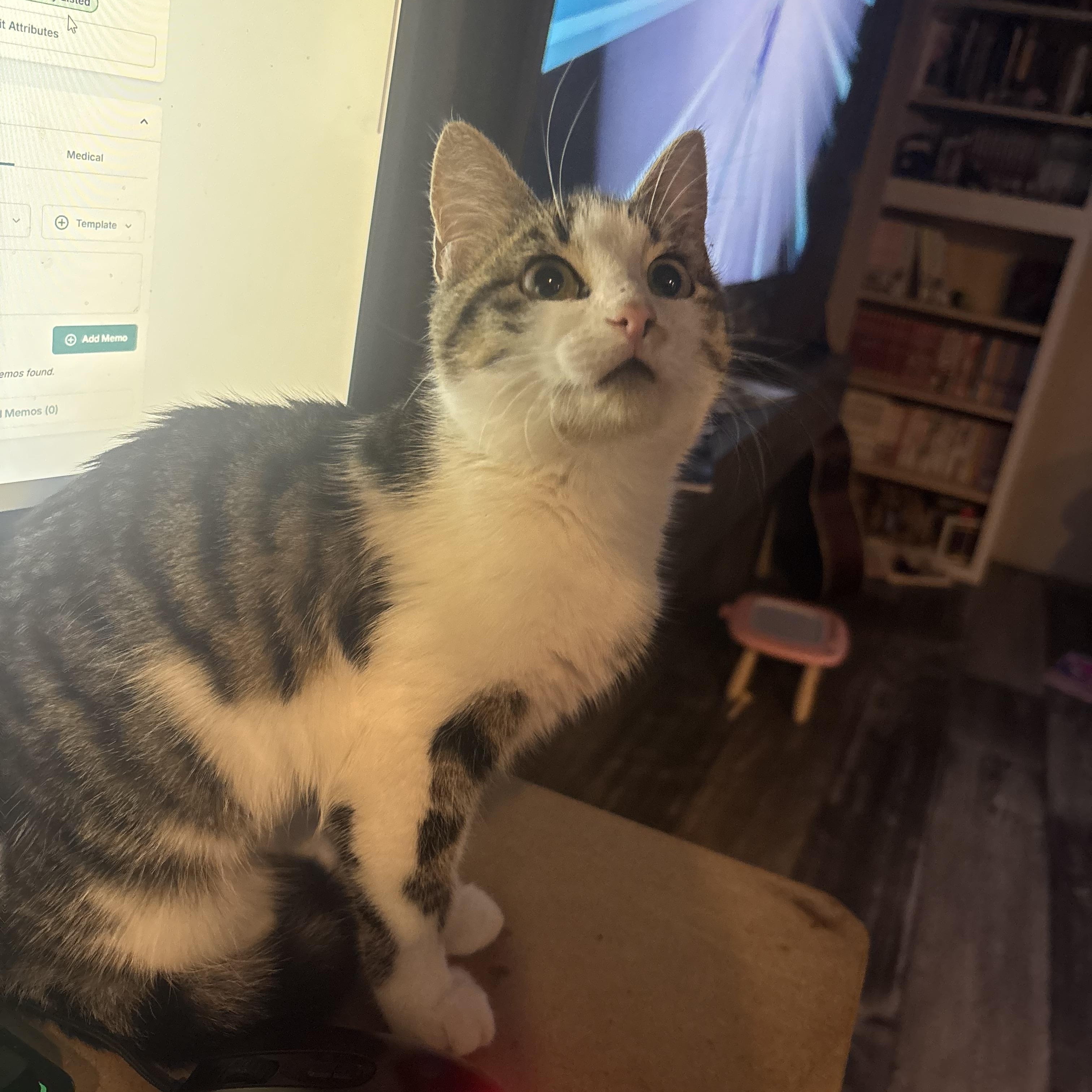 Joyce, an adopted Tabby in Latham, NY image 6/6