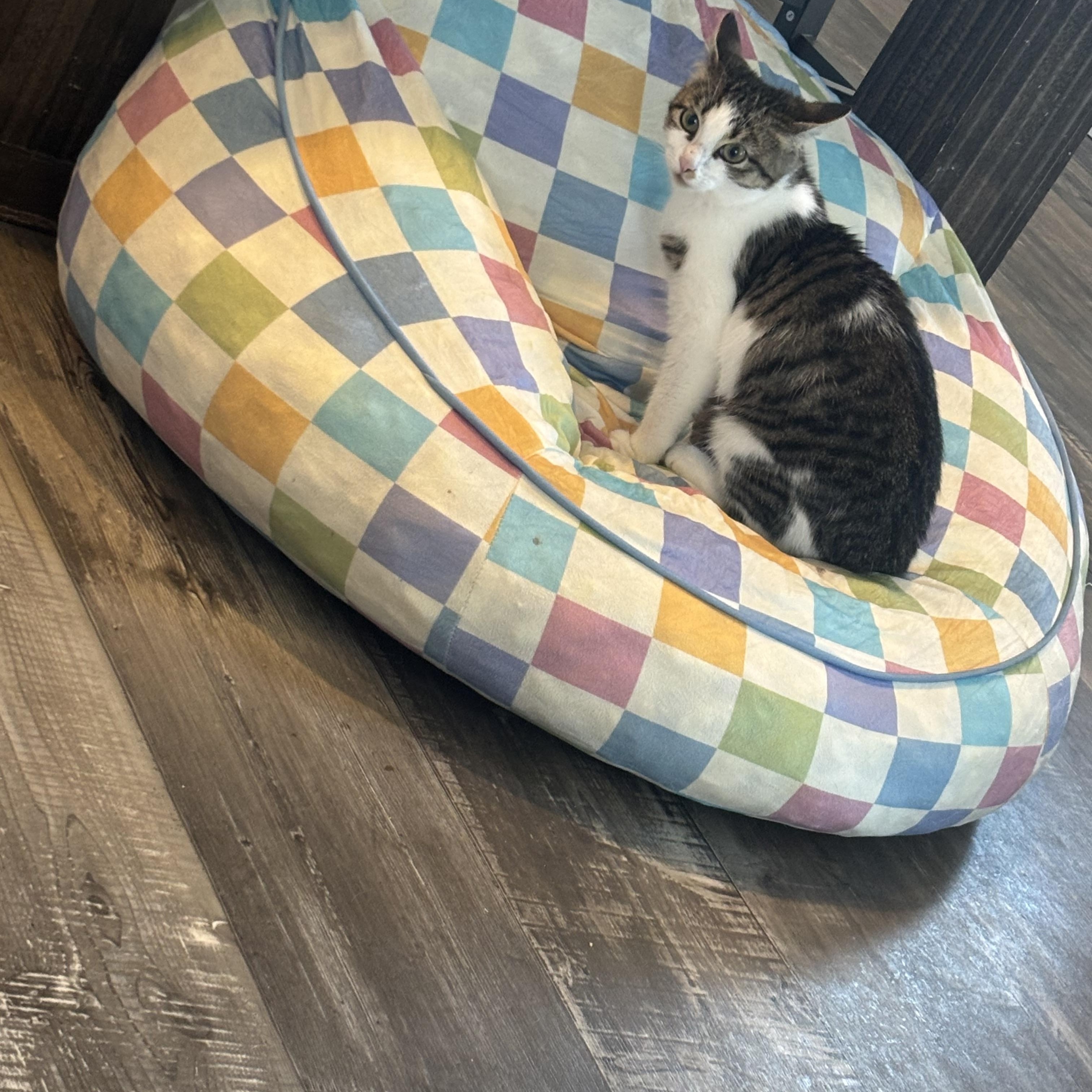 Joyce, an adopted Tabby in Latham, NY image 5/6