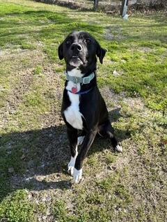 Victor, Adoptable, Young Male Labrador Retriever & Mixed Breed.