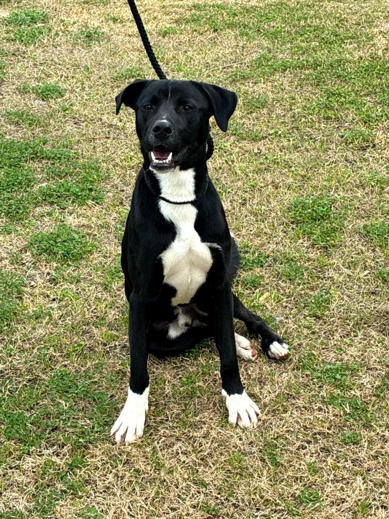 Victor, a Adoptable mixed breed in Denham Springs, LA image 2/4