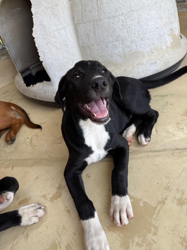 Victor, a Adoptable mixed breed in Denham Springs, LA image 3/4