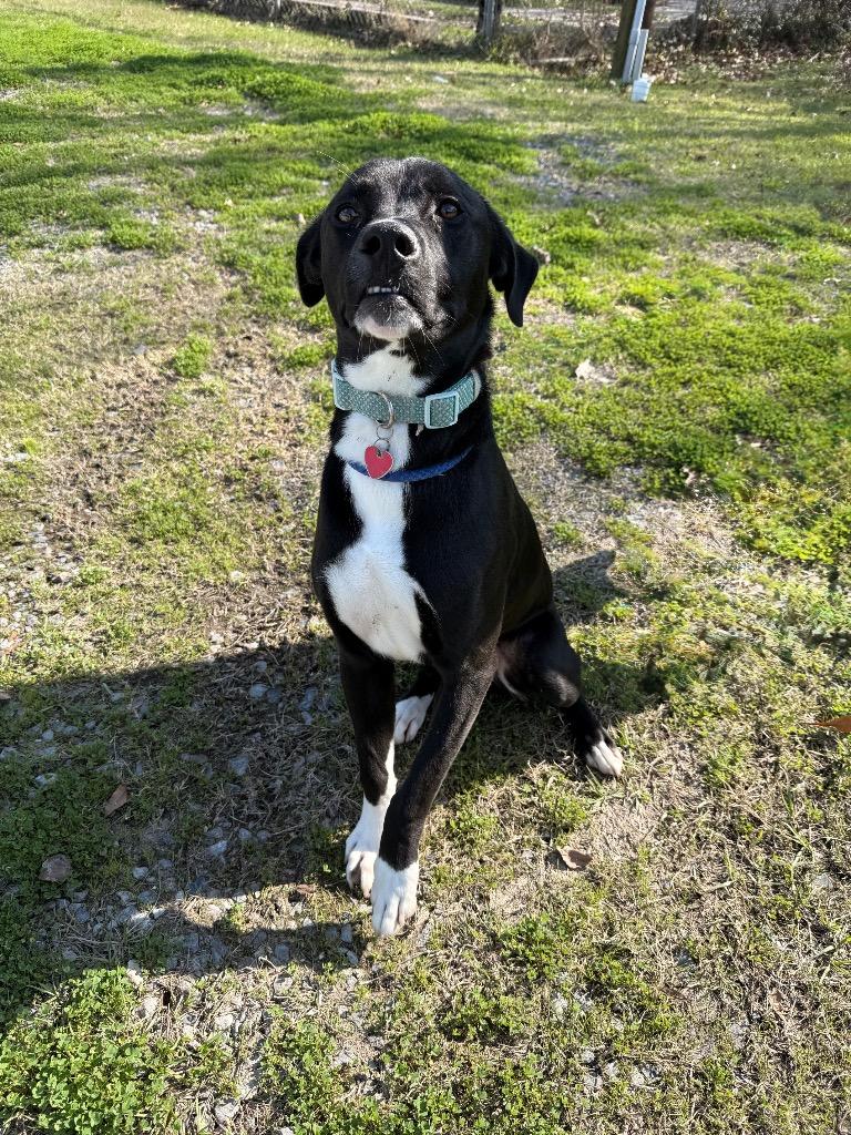 Victor, a Adoptable mixed breed in Denham Springs, LA image 4/4