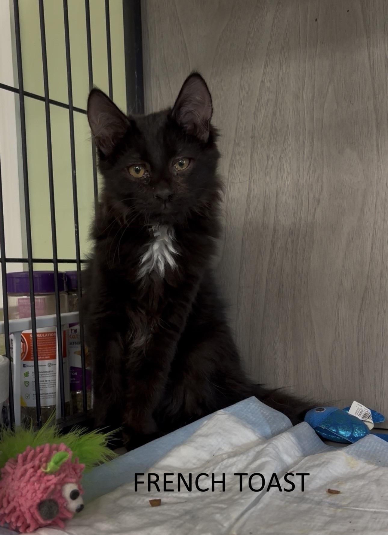 Enlarge French Toast, a Adopted Domestic Long Hair in Vernon, NJ image 2/2