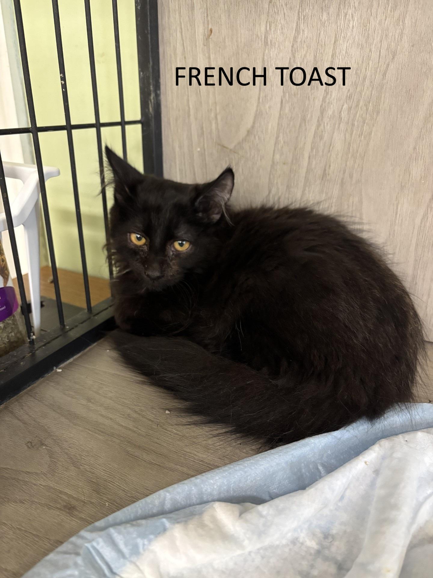 French Toast, Adopted, Kitten Female Domestic Long Hair.