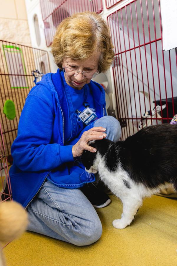 Wall-E, Adoptable, Adult Male Domestic Short Hair.
