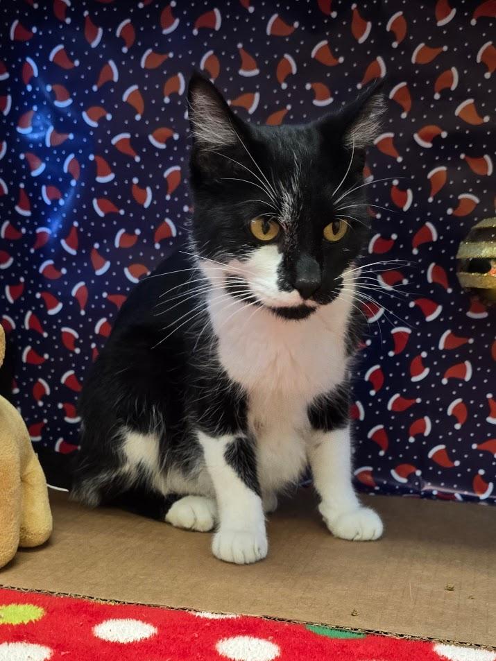 Shamu, a ADOPTABLE Domestic Short Hair in Red Wing, MN image 3/3