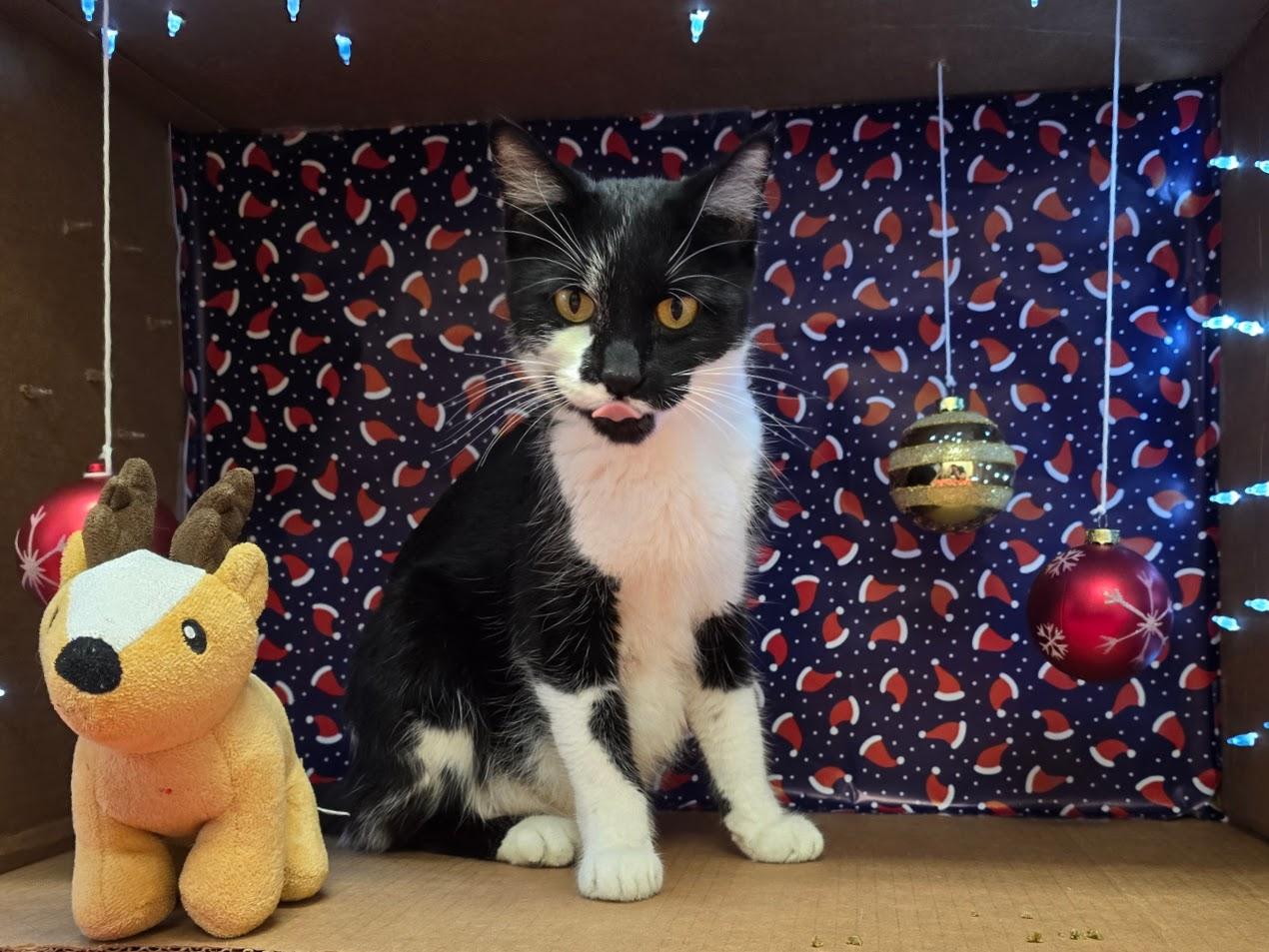 Shamu, a ADOPTABLE Domestic Short Hair in Red Wing, MN image 1/3