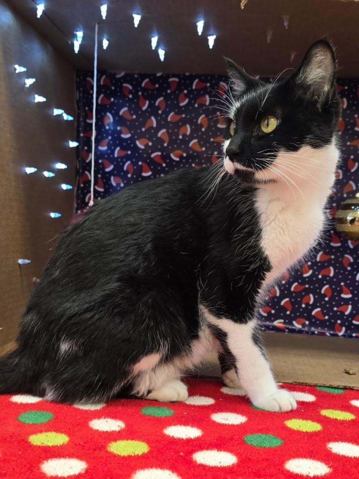 Shamu, a ADOPTABLE Domestic Short Hair in Red Wing, MN image 2/3