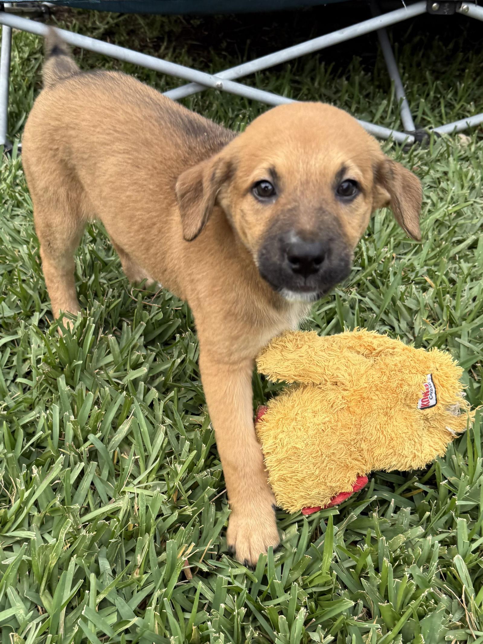 Bow, Adoptable, Puppy Female Labrador Retriever & Shepherd.