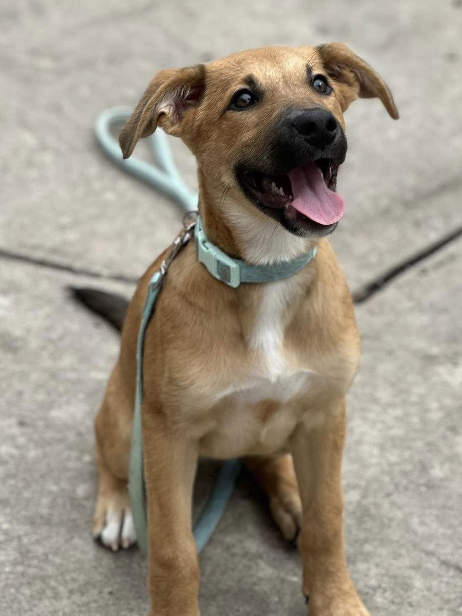 Enlarge Bow, a Adoptable mixed breed in The Woodlands, TX image 2/3