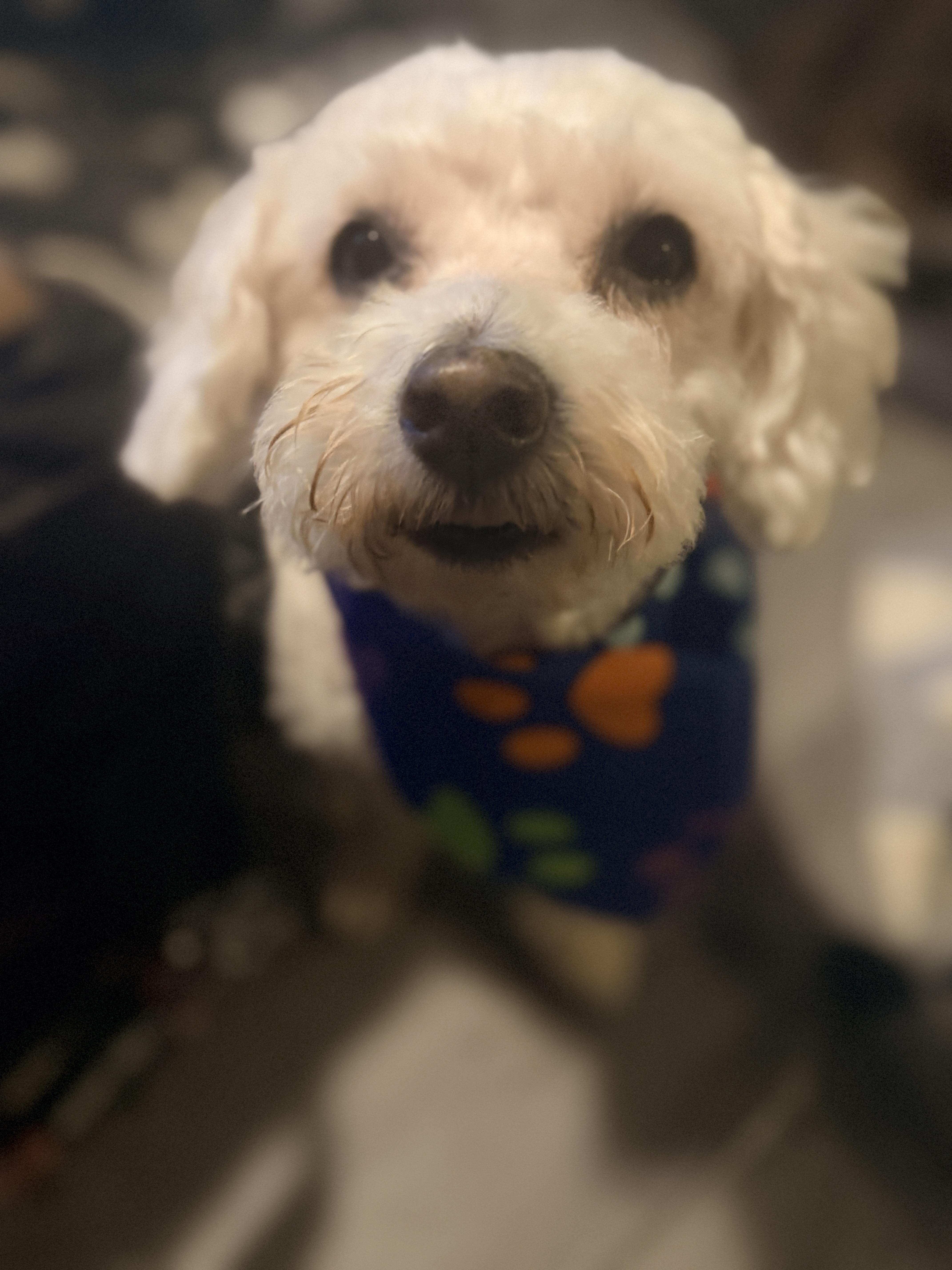 Baby Tofu, adopted, Senior Male Miniature Poodle.