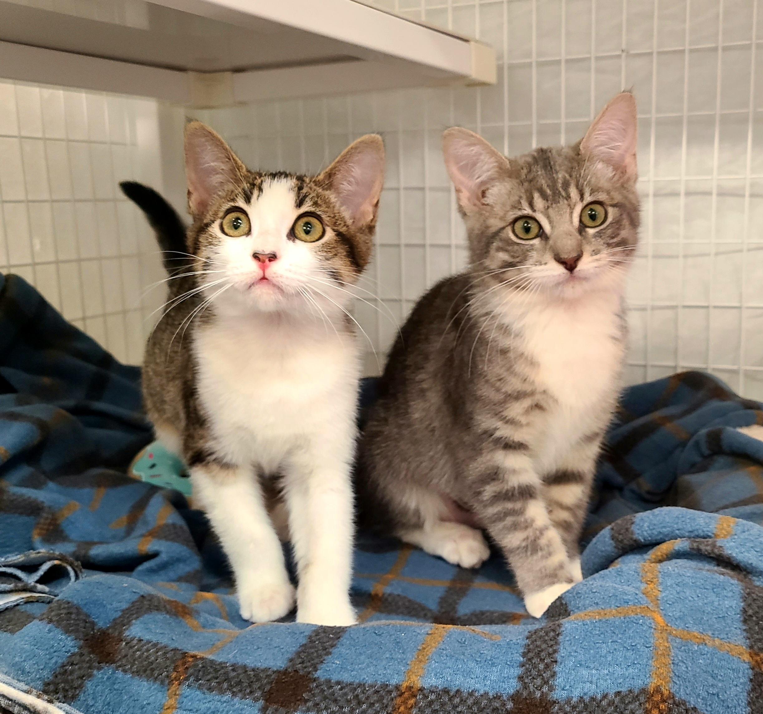 Flora & Maia (bonded pair), adopted, Kitten Female Domestic Short Hair.