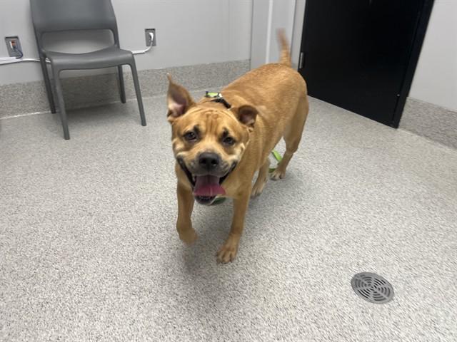 VENTI, Adoptable, Young Female Labrador Retriever & Mixed Breed.