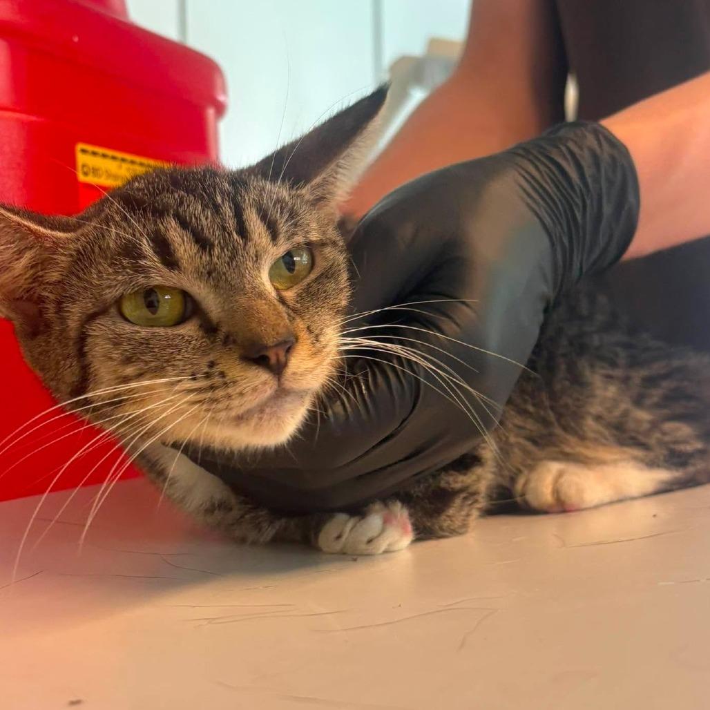 Callie, Adoptable, Adult Female Domestic Short Hair.