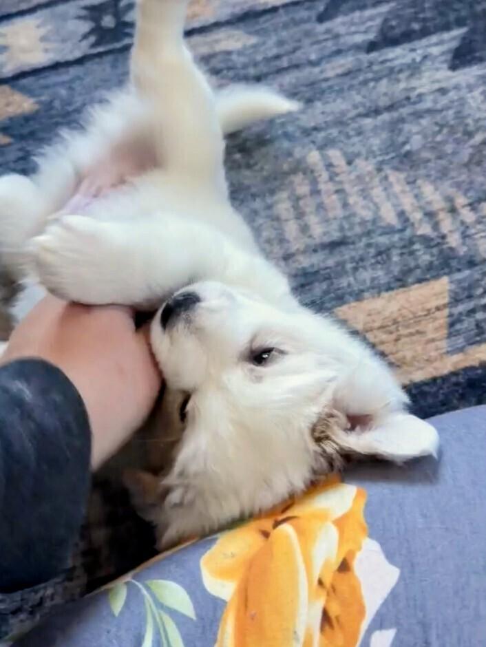 Enlarge Harry, a Adoptable mixed breed in Evergreen, CO image 2/6