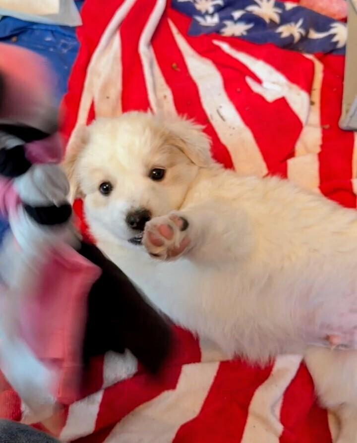 Enlarge Harry, a Adoptable mixed breed in Evergreen, CO image 3/6