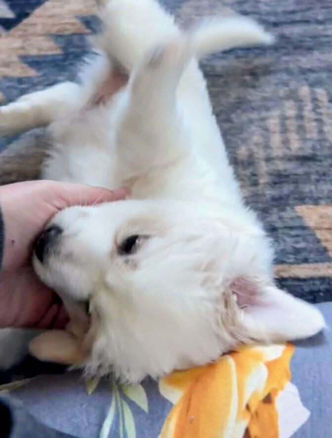 Enlarge Harry, a Adoptable mixed breed in Evergreen, CO image 4/6