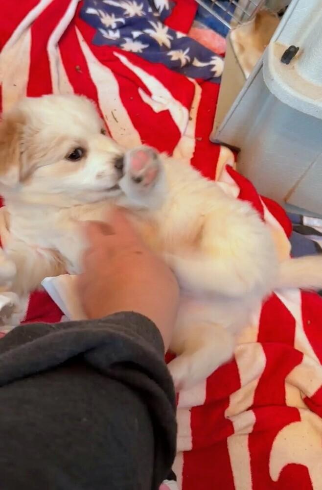 Enlarge Harry, a Adoptable mixed breed in Evergreen, CO image 5/6