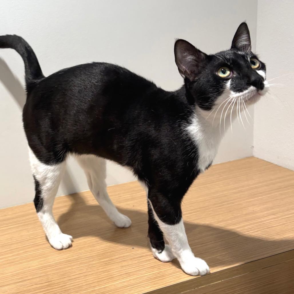 Enlarge Sparky, a Adoptable Domestic Short Hair in Sarasota, FL image 1/6