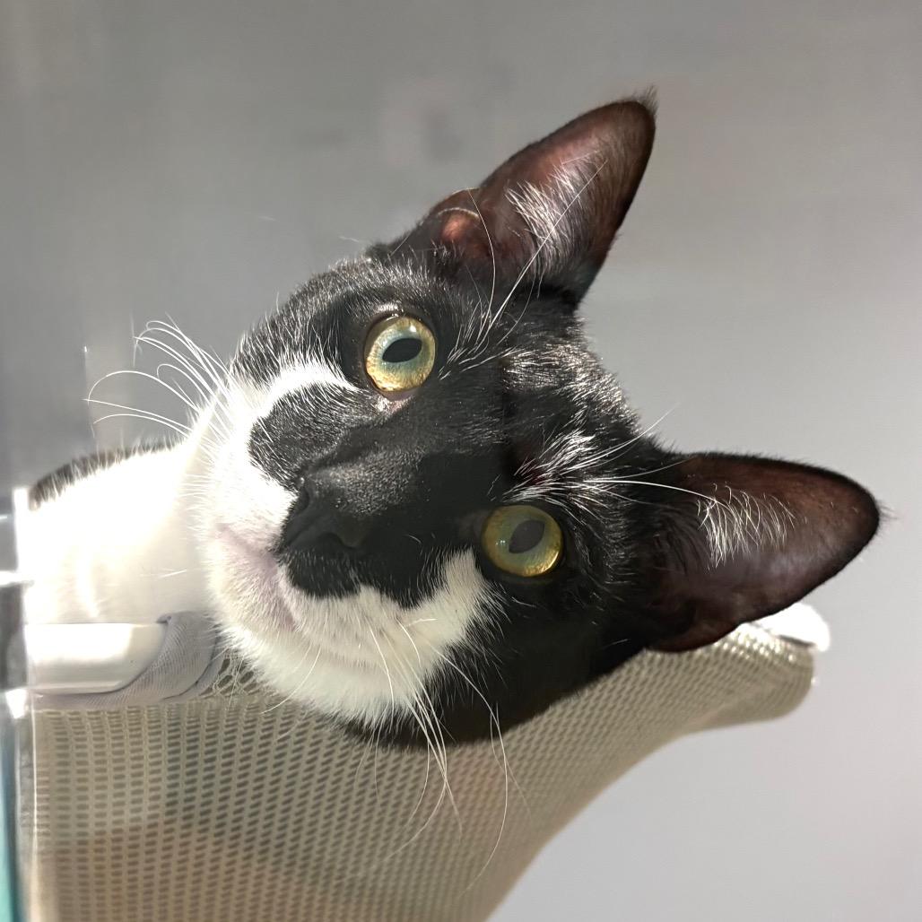 Enlarge Sparky, a Adoptable Domestic Short Hair in Sarasota, FL image 2/6